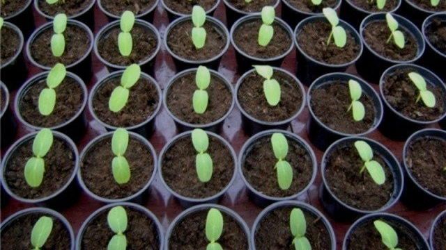 Выращивание рассады кабачков и тыквы из семян