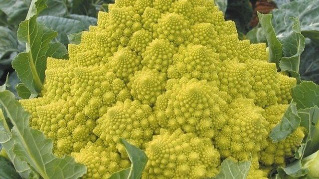Как выращивать капусту Романеско — декоративное растение и необычное лакомство
