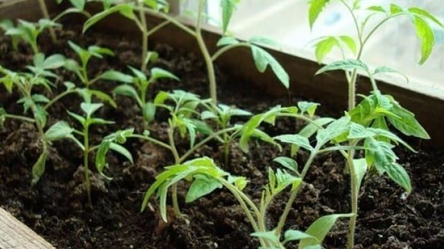 Капуста Крюмон F1: описание белокочанного сорта и характеристика, фото семян, отзывы садоводов о выращивании рассады