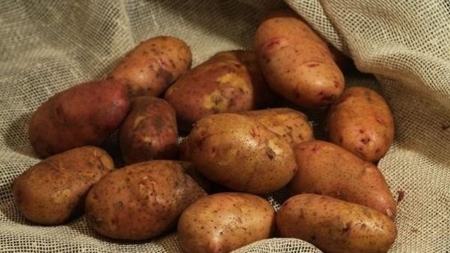 Двухурожайный картофель «Тирас»: описание сорта, фото, тактика ухода
