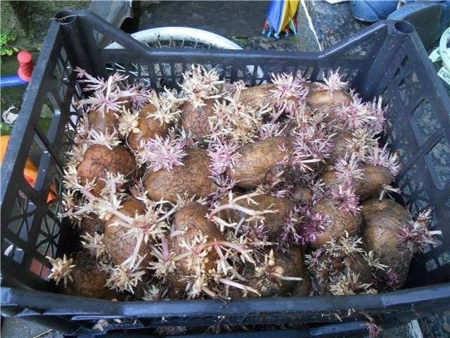 Ящик для проращивания картофеля