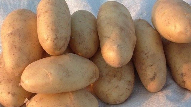 Какие существуют сорта жёлтого картофеля