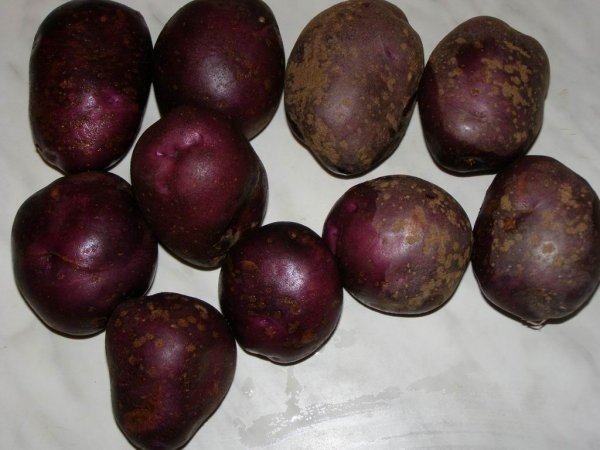 Фиолетовая картошка сорт