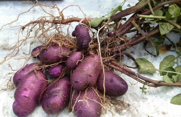 Сорт фиолетовый василек картофель