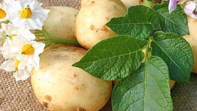 Картофель: посадка, выращивание и уход