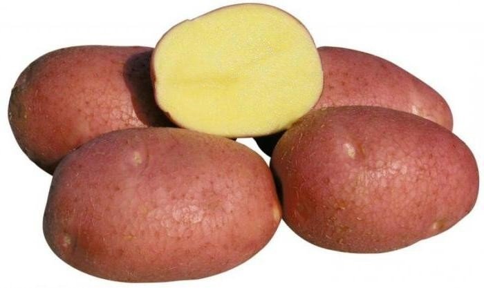 Картофель сорт никулинский