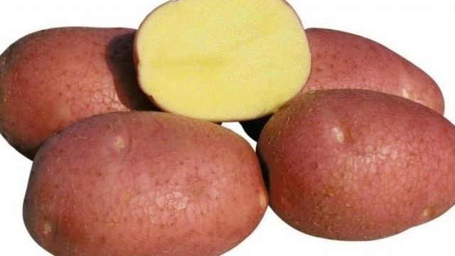 Картофель сорта Беллароза: фото, описание, характеристики, отзывы