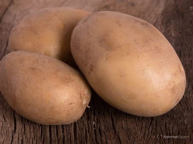Сорт картофеля берлинка