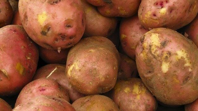 Лучший среди голландцев — характеристики картофеля «Ред Скарлет» по описанию агрономов и отзывам садоводов