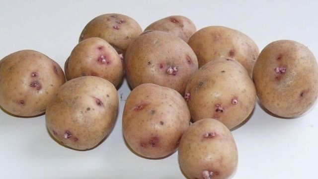 Отечественный сорт картофеля «Аврора» для получения богатого вкусного урожая