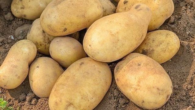 Раннеспелый сорт картофеля — Джелли. Описание и фото, нюансы выращивания