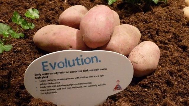 Сорт картофеля «Эволюшн