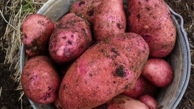 Среднеранний сорт картофеля «Родрига» с крупными розовыми клубнями