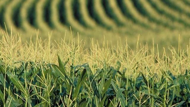Идея № 312: какова рентабельность бизнеса на выращивании кукурузы