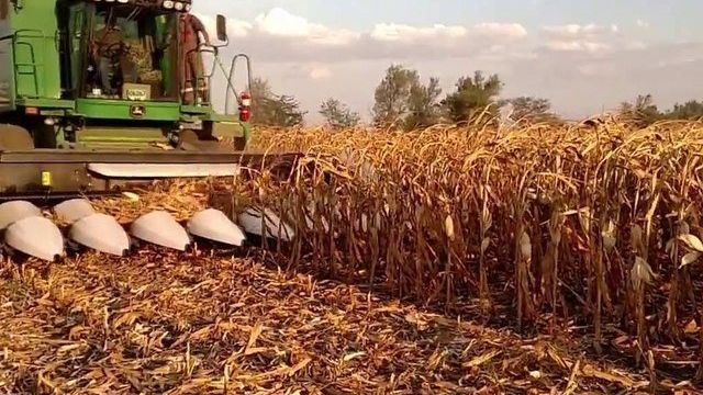 Как происходит уборка кукурузы на зерно: сроки и этапы процесса, дальнейшая переработка и хранение урожая