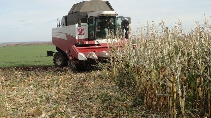 Уборка кукурузы на зерно комбайном