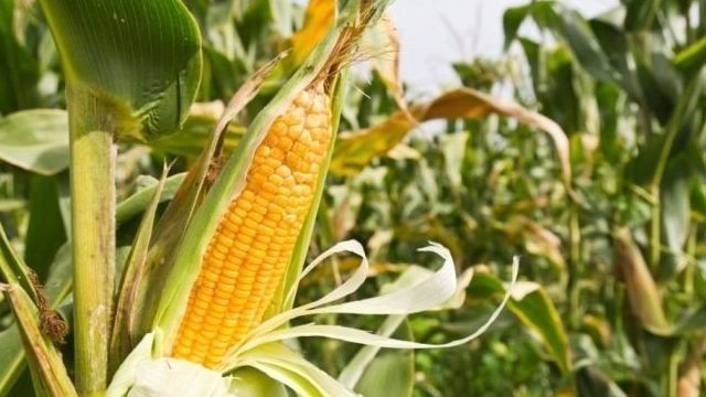 Кукуруза: это фрукт, овощ или злак и к какому семейству относится