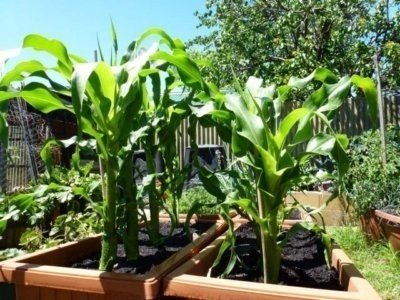 Удобрение для посадки кукурузы
