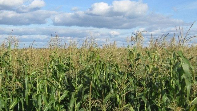 Уборка и технология выращивания кукурузы на силос