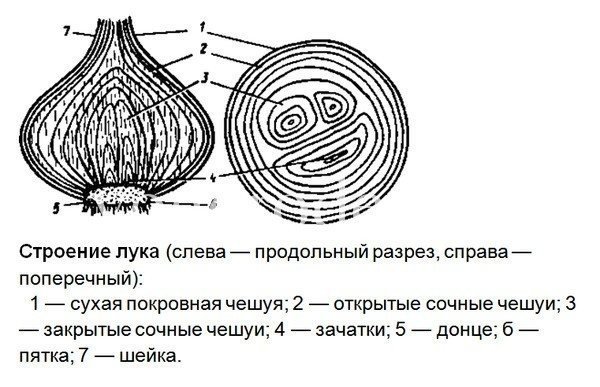 Схема строения луковицы репчатого лука