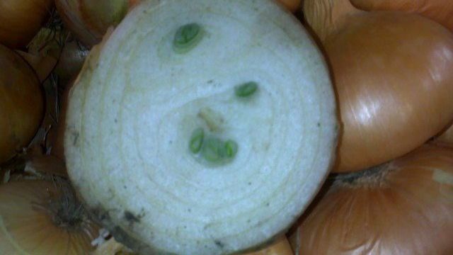 Посадка лука на перо (на зелень) в теплице весной: лучшие сорта, особенности выращивания, урожайность