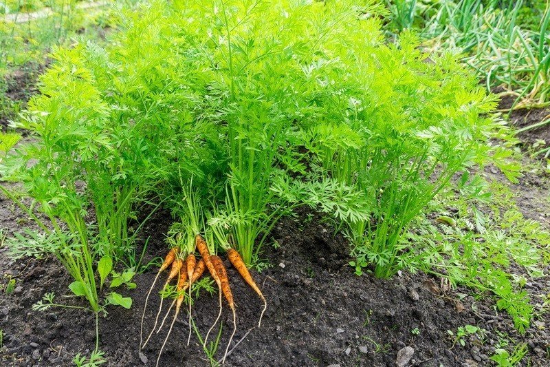 Морковь растение ботва