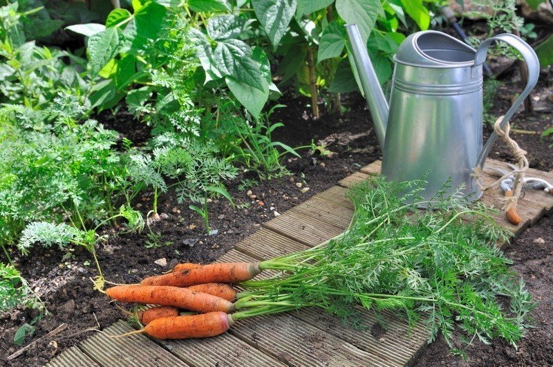 Морковка растет на грядке