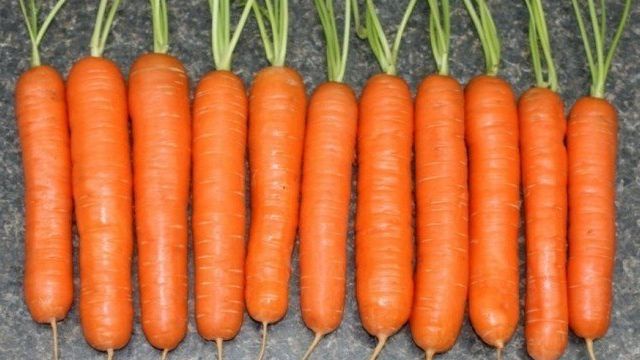 Характеристика моркови Самсон, урожайность сорта