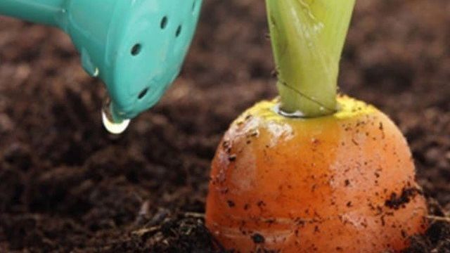 Как нужно посадить морковь чтобы быстро взошла