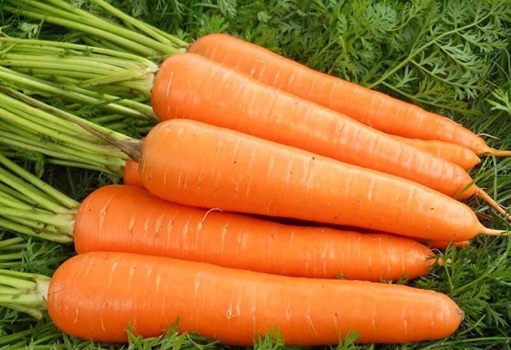 Сорт моркови каракас