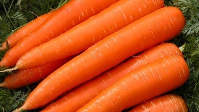 Как посадить морковь осенью