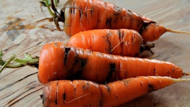 Ивово-морковная тля на моркови