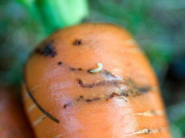 Проволочник в моркови