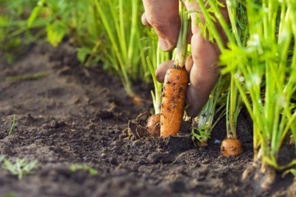 Посадка моркови и прореживание