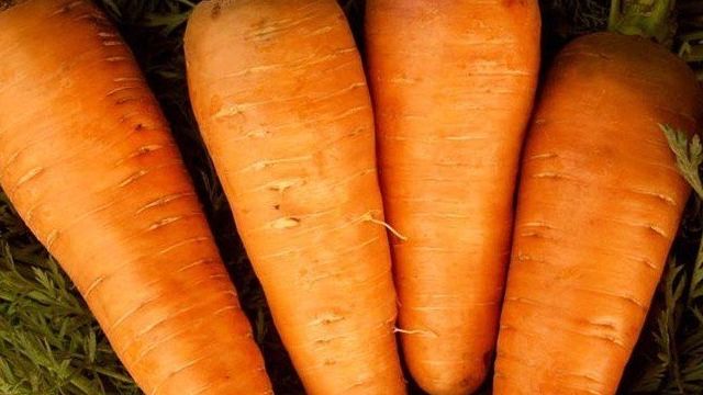 Морковь: посадка и уход в открытом грунтке