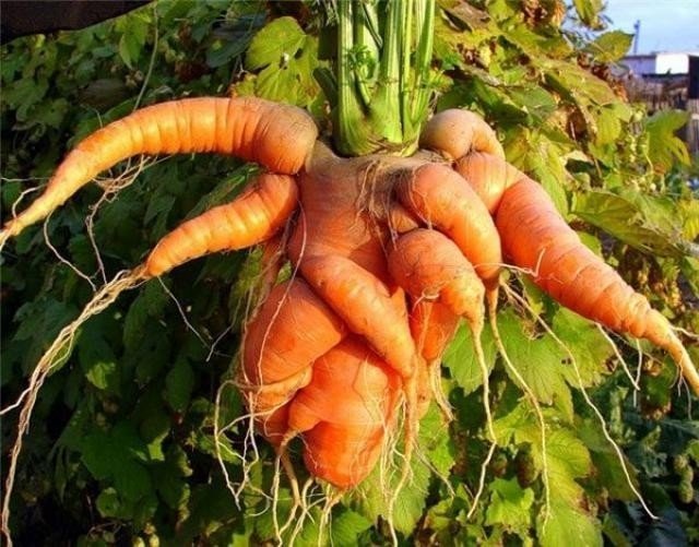 Рогатая морковь