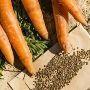 Культурные сорта моркови