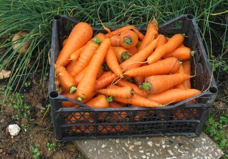 Большая морковь