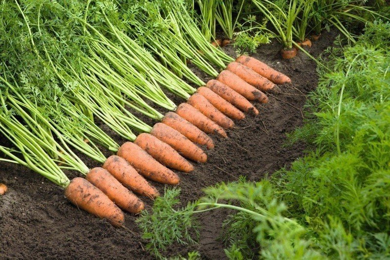 Морковь каскад