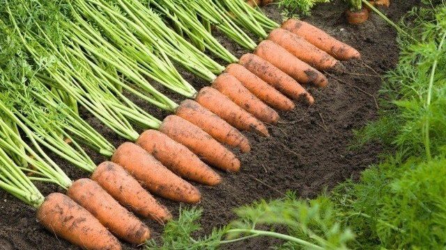 Сорта моркови, которые обещают урожай, как с картинки