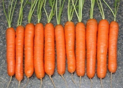 Морковь ранняя нантская