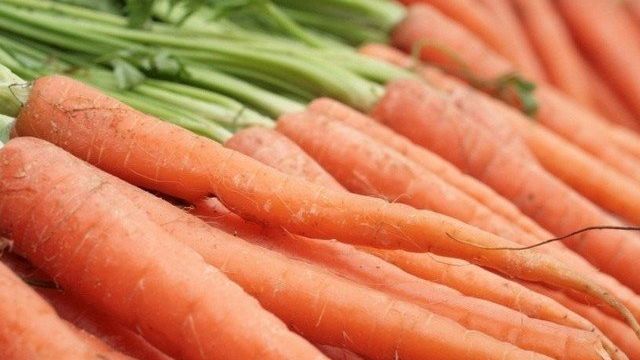 Технология посадки моркови под зиму