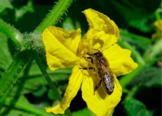 Пчёлы опыляют огурцы