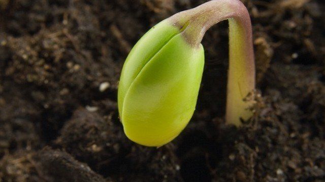 Когда можно сеять семена: посадка, сроки и уход за рассадой