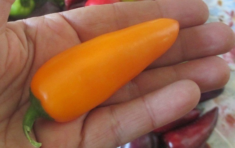 Оранжевый перец