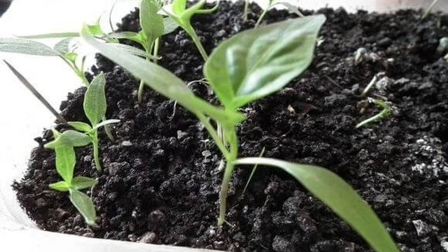 Перец черный душистый горошком: выращивание из семян дома, видео и фото