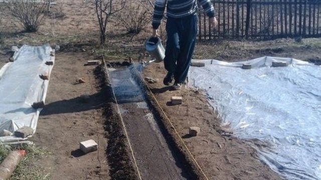 Выращивание редиса в теплице: когда сажать и как ухаживать за редиской