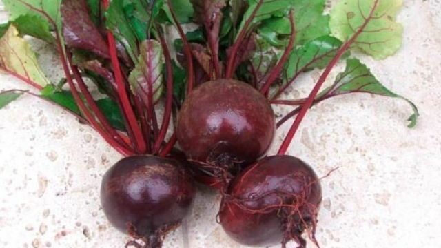 Сладкая и полная витаминов свекла «Мулатка»: как вырастить богатый урожай и куда его применять