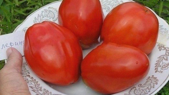 5 сортов томатов, с которыми не будет хлопот у начинающего дачника
