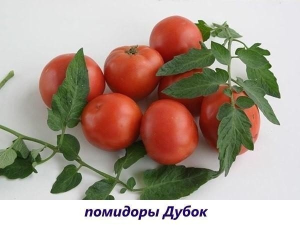 Сорт томатов дубок